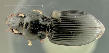 Media type: image;   Entomology 33045 Aspect: habitus dorsal view